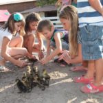 Parc de la coccinelle Animaux Canetons