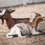 Parc de la coccinelle Animaux Chèvre