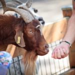 Parc de la coccinelle Animaux Chèvre