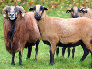 Parc de la coccinelle Animaux Mouton