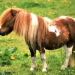 Parc de la coccinelle Animaux Poney