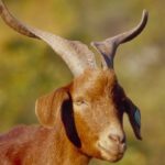5edf184e85866_chevre_ro-2928011