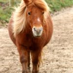 Parc de la coccinelle Animaux Poney