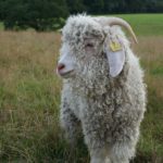 Parc de la coccinelle Animaux Chèvre