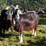 Parc de la coccinelle Animaux Chèvre