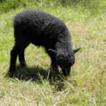 Parc de la coccinelle Animaux Mouton