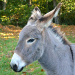 Parc de la coccinelle Animaux Poney