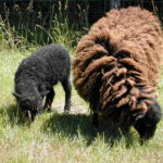 Parc de la coccinelle Animaux Mouton