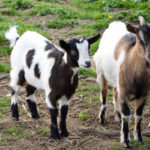 Parc de la coccinelle Animaux chèvres