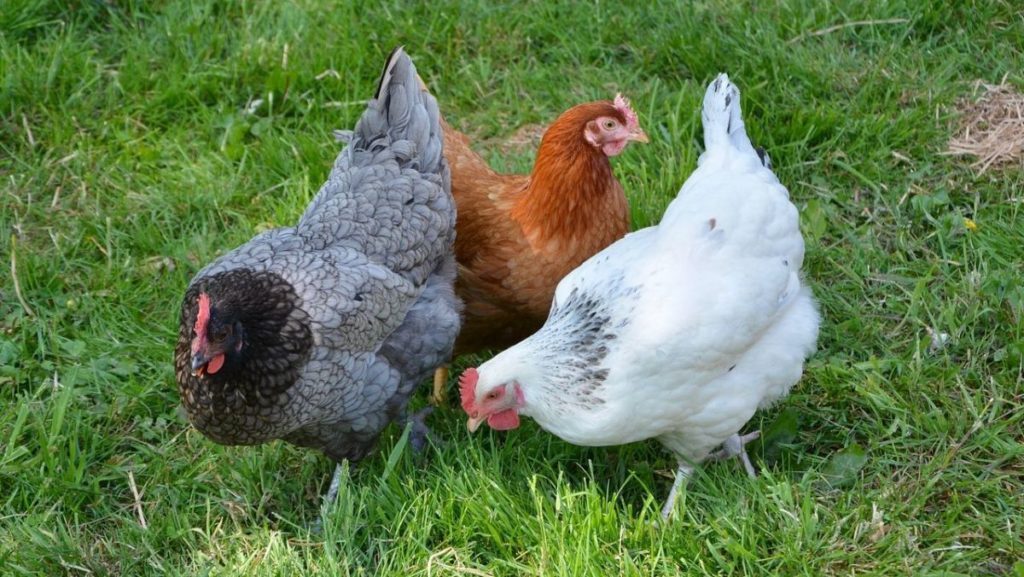 Parc de la coccinelle Animaux poule