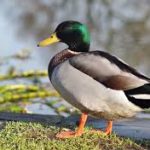 Parc de la coccinelle Animaux canard