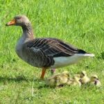 Parc de la coccinelle Animaux canard