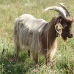 Parc de la coccinelle Animaux Chèvre