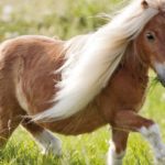 Parc de la coccinelle Animaux Poney