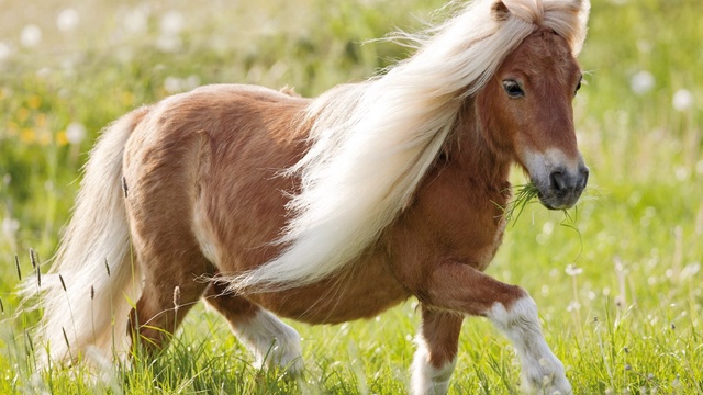 Le poney Shetland