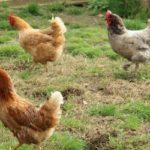 Parc de la coccinelle Animaux poule