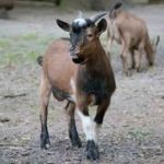 Parc de la coccinelle Animaux chèvres