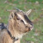 Parc de la coccinelle Animaux chèvres