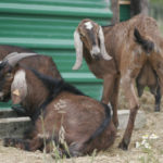 Parc de la coccinelle Animaux chèvre