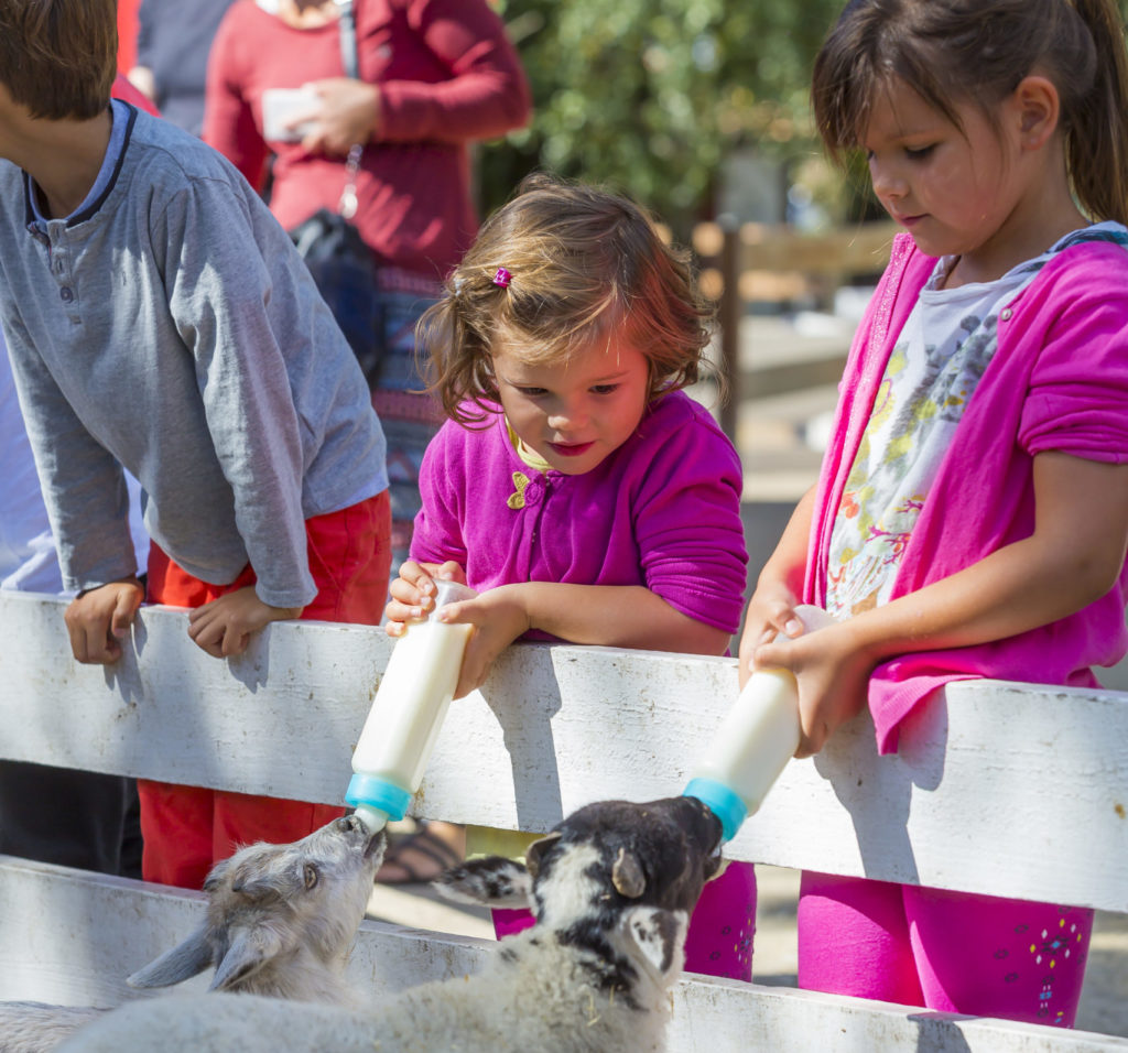 Parc de la coccinelle Animaux Agneaux Biberon